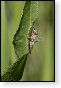 libellen libel insect insecten juffers juffer odonata anisoptera zygoptera waterjuffers fauna waterjuffer larve